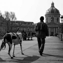 6ème arrondissement – Promener son chien sur le Pont des Arts
