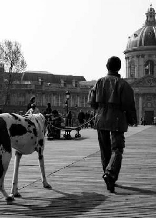 6ème arrondissement – Promener son chien sur le Pont des Arts