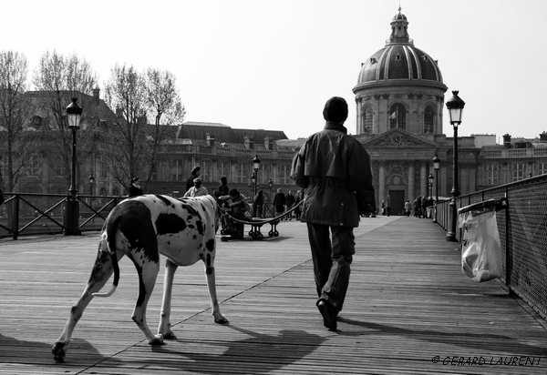 6ème arrondissement - Promener son chien sur le Pont des Arts