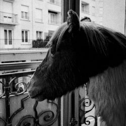 7ème arrondissement – A quoi rêvent les poneys chez Deyrolle?