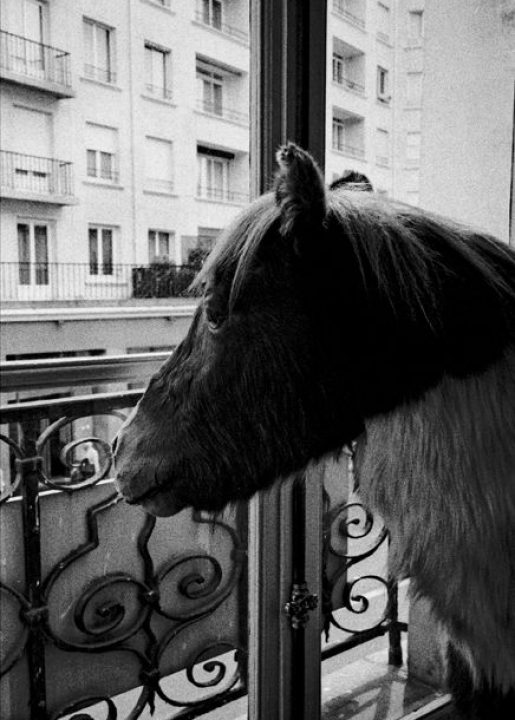 7ème arrondissement – A quoi rêvent les poneys chez Deyrolle?