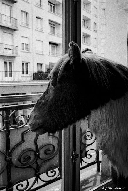 7ème arrondissement – A quoi rêvent les poneys chez Deyrolle?