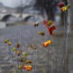 1er arrondissement – Promesse de printemps quai du Louvre