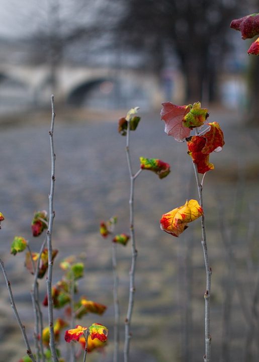 1er arrondissement – Promesse de printemps quai du Louvre