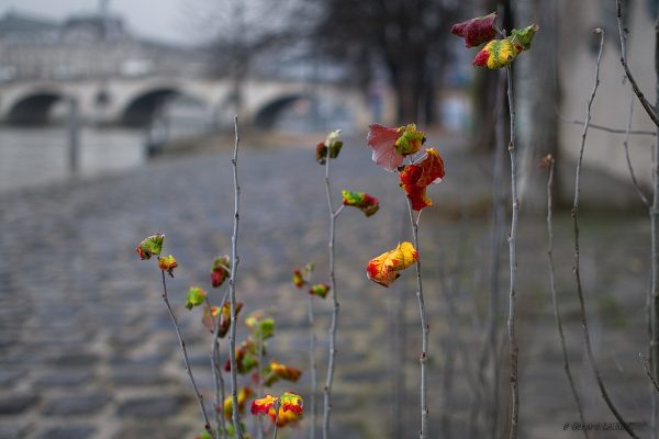 Promesse de printemps quai du Louvre 