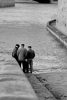 4ème arrondissement – Les pêcheurs à  la ligne du quai d’Orléans